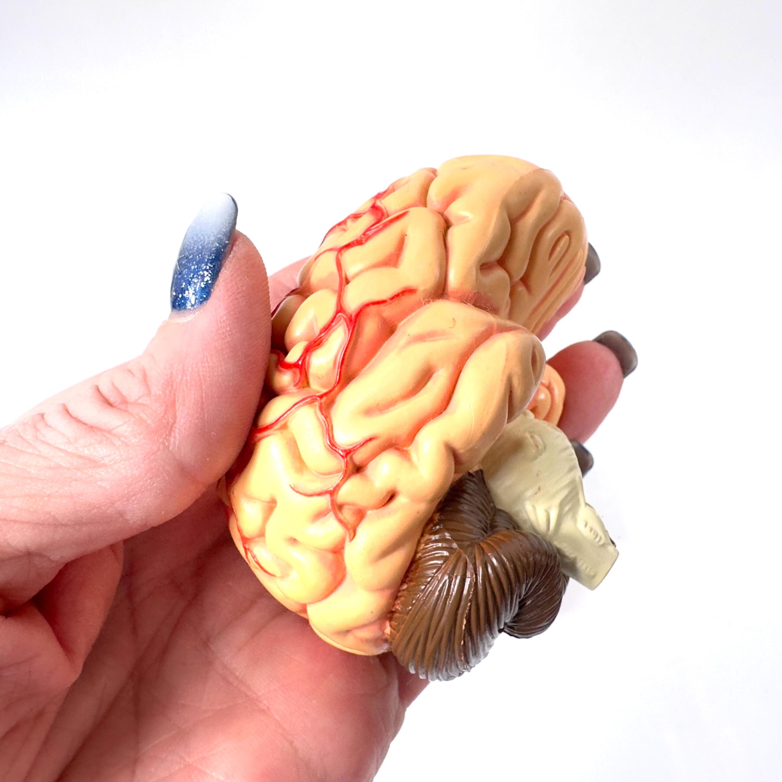 Anatomical head model brain section held in hand, showing intricate cerebral convolution detail and golden-tan coloring with