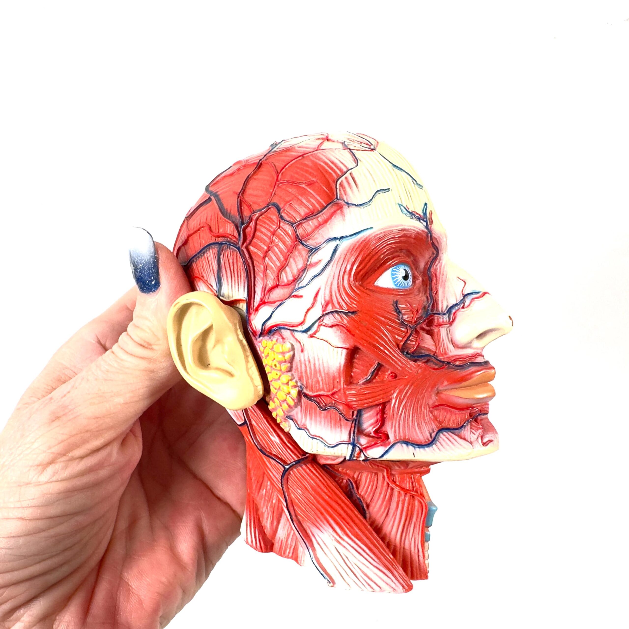 Anatomical head model detail showing red muscle tissue and skeletal structure junction, demonstrating the dual-layer dissecti
