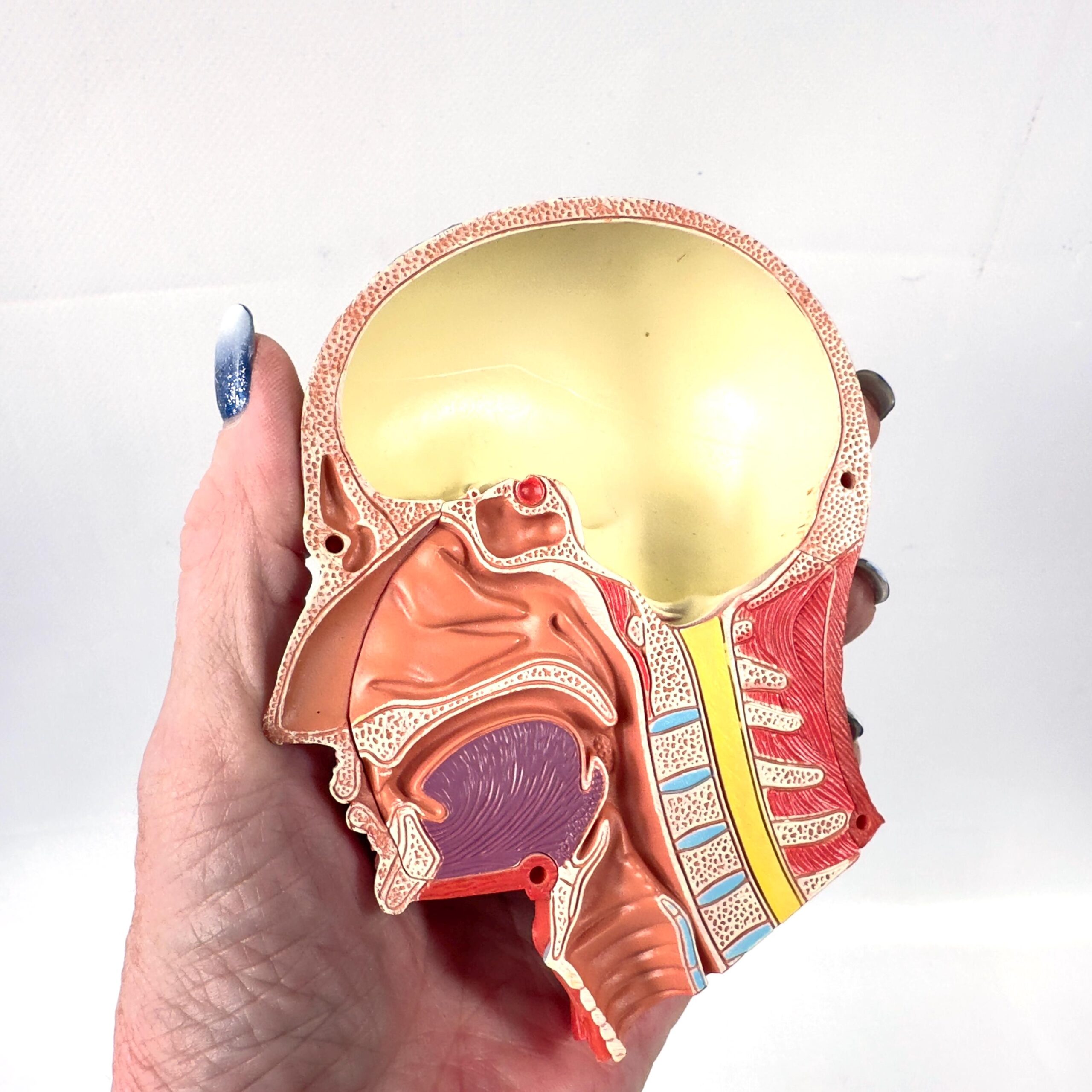 Anatomical head model held in hand showing dome-protected cranial sphere and neck musculature detail with removable component