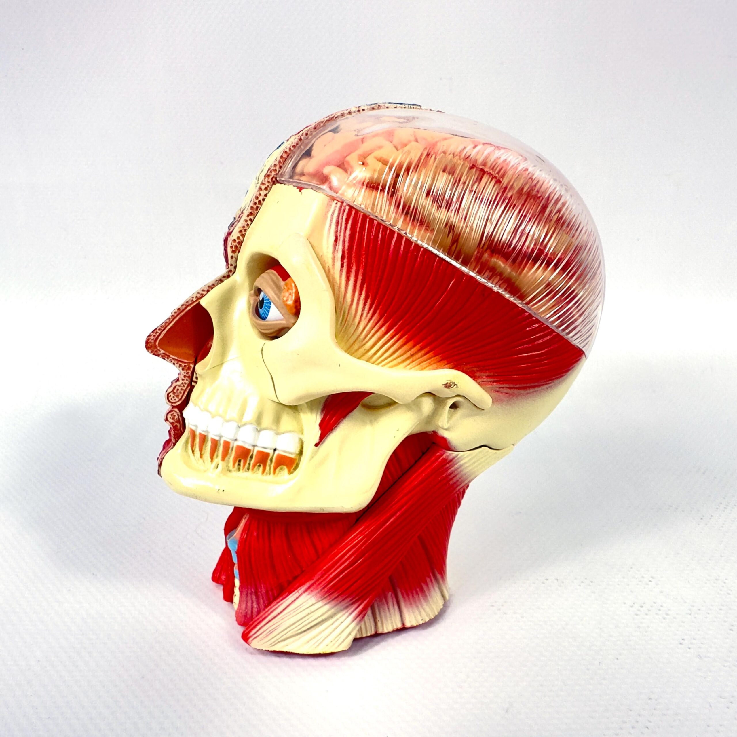 Anatomical head model shown in left profile angle, displaying detailed muscle striations and skeletal features with visible b