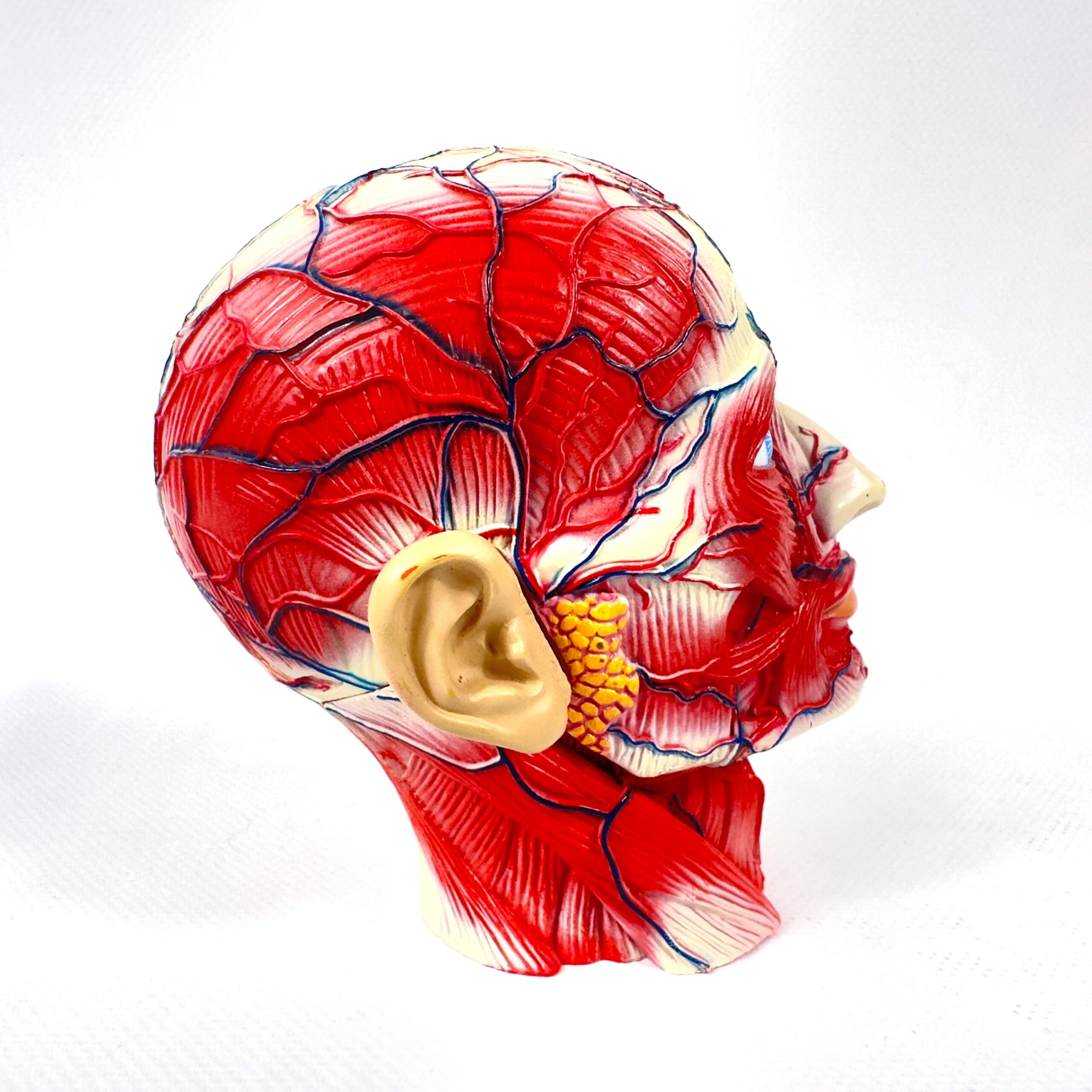 Anatomical head model three-quarter view emphasizing cranial muscle coverage and the detailed jaw and temple musculature anat