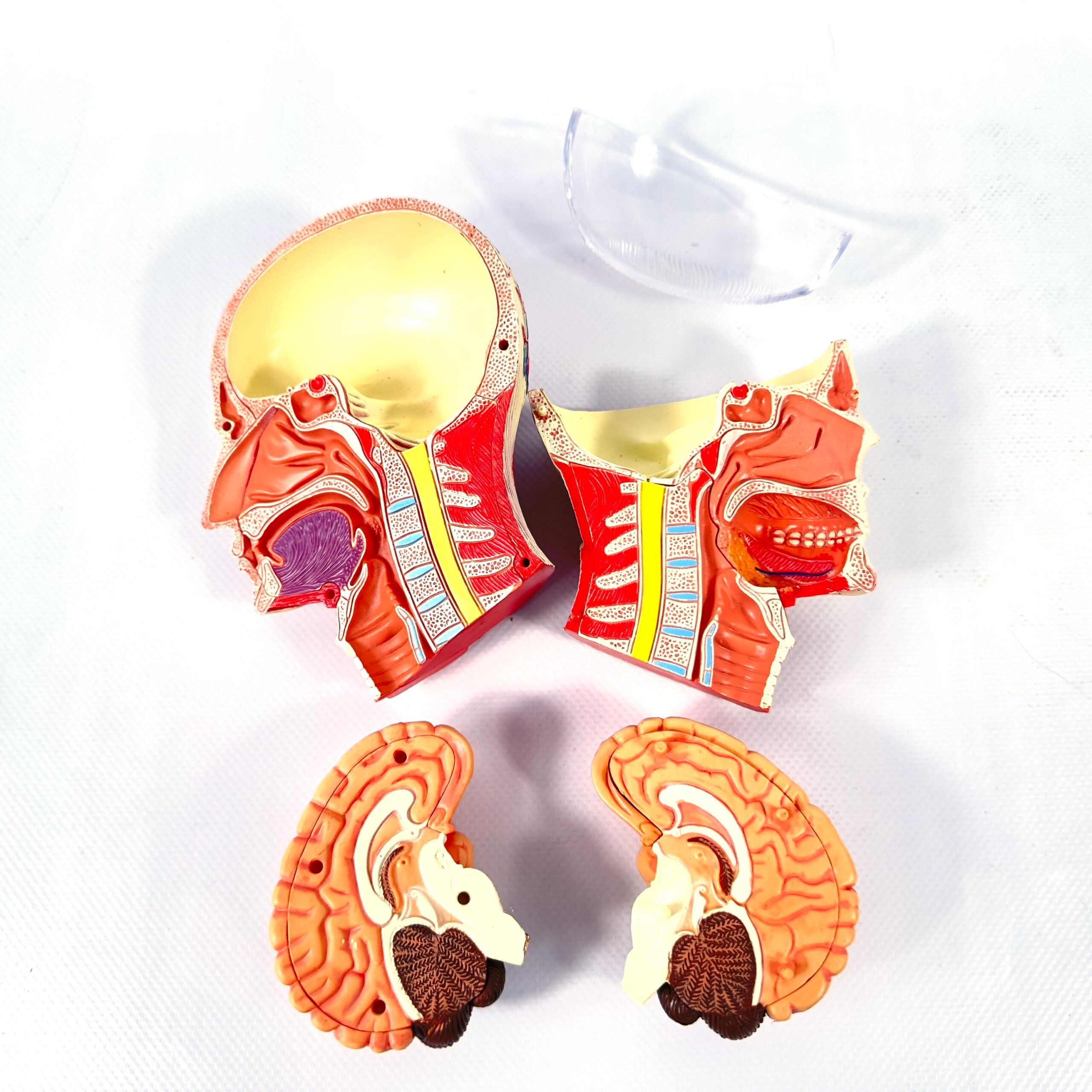 Anatomical model components displayed including brain section, neck muscles, torso anatomy piece, and two jaw specimens on wh