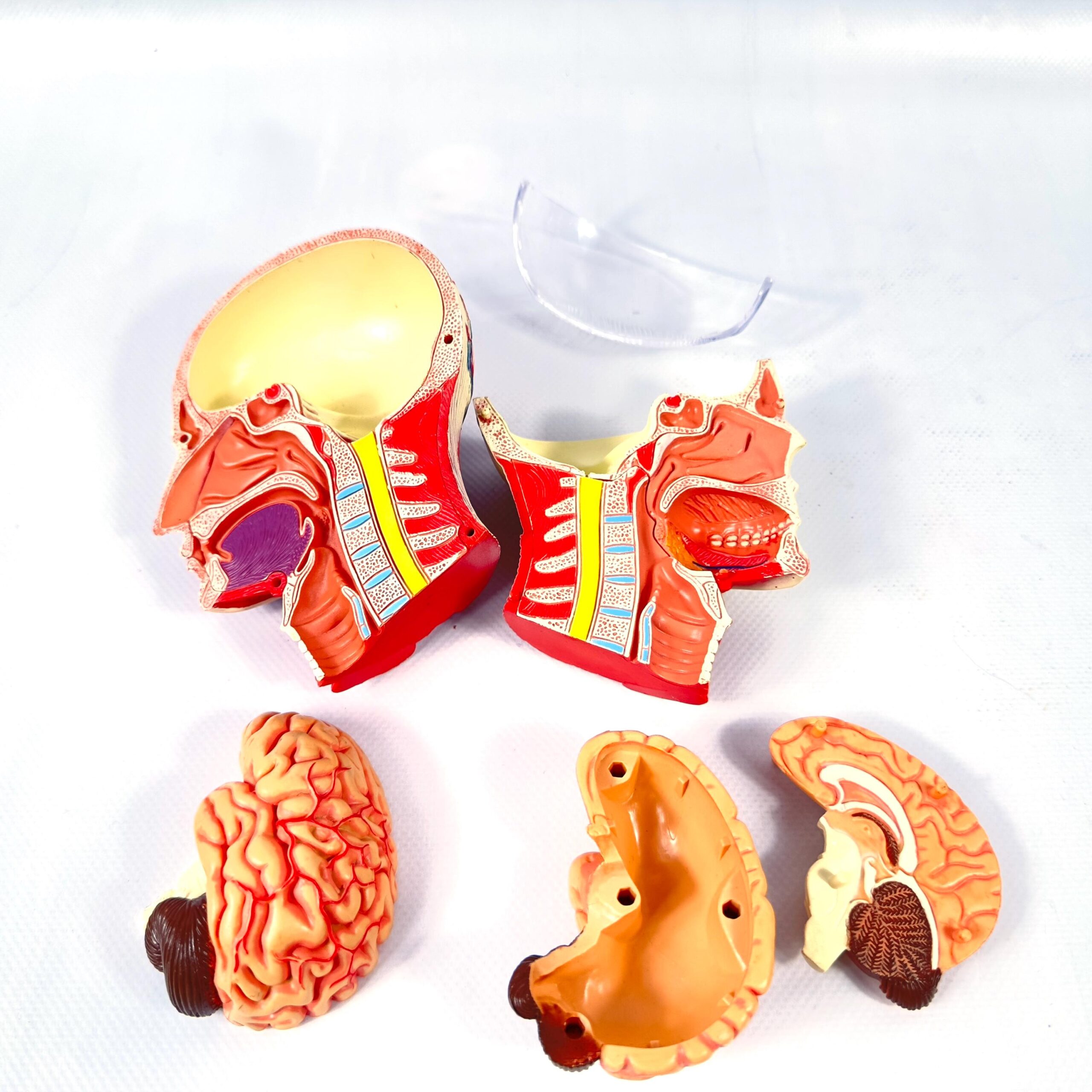 Anatomical model pieces arranged including main head unit, separated brain, neck and chest anatomy sections, and individual j