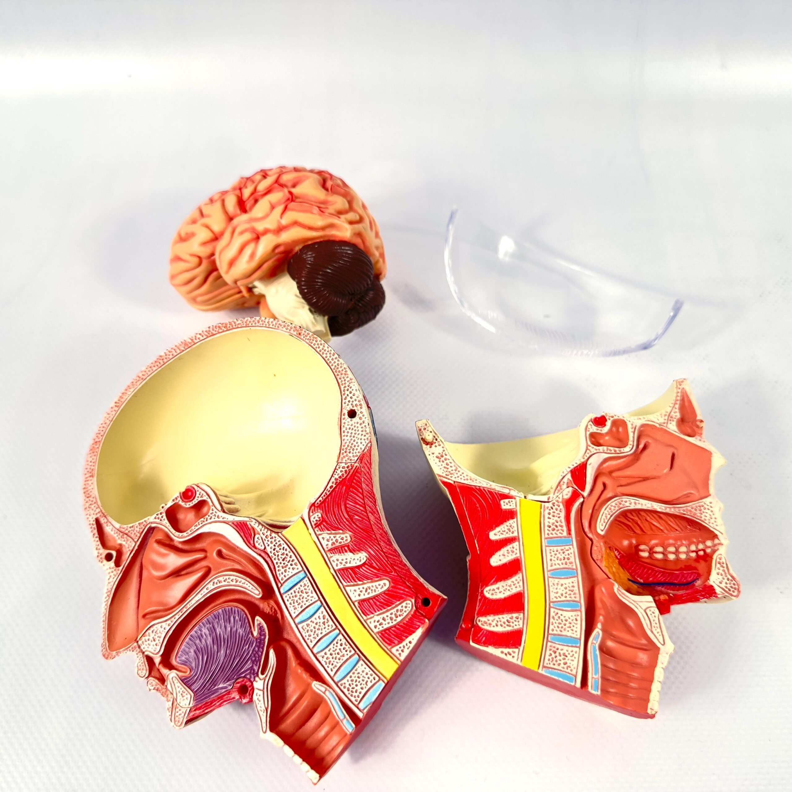 Anatomical model sections arranged showing head with visible brain, separated neck and chest muscles, and removable jaw piece