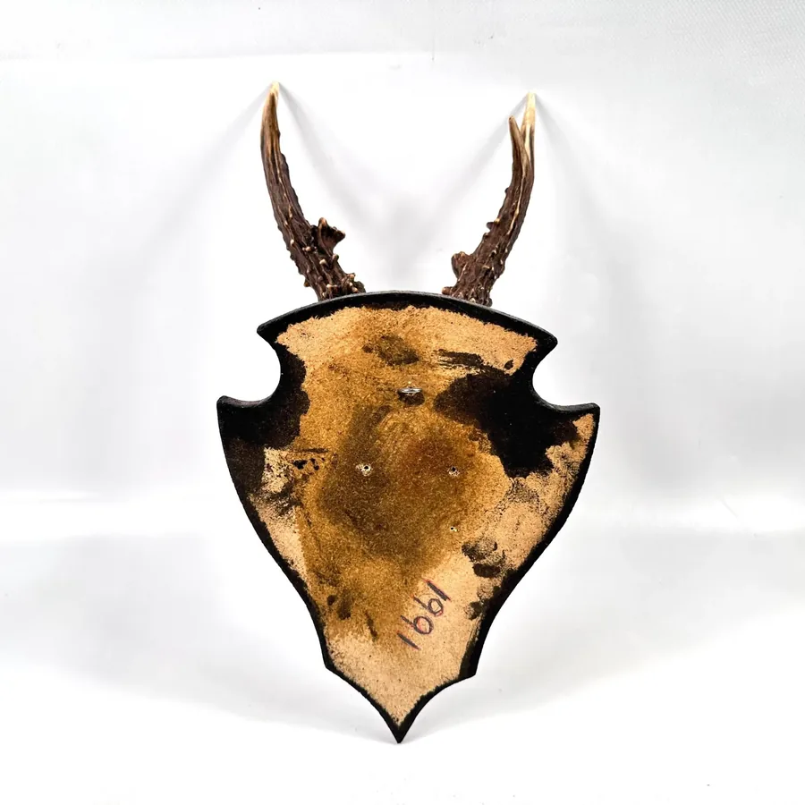 Close-up detail of aged bone skull cap showing natural color variation and texture from 1970s roebuck antler mount