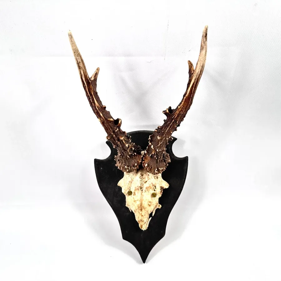 Vintage 1970s Swedish roebuck antlers mounted on black wooden shield plaque, front view showing aged bone skull cap and branc