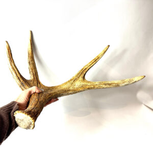Swedish elk antler with weathered golden patina, four-point sculptural form held in hand against white background