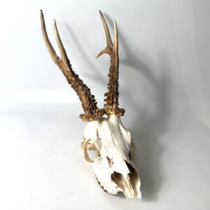European roe deer skull with textured antlers, cream-white bone, front-facing display view