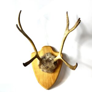 1970s Scandinavian reindeer antler trophy mount on natural wood plaque with authentic fur, front-facing view